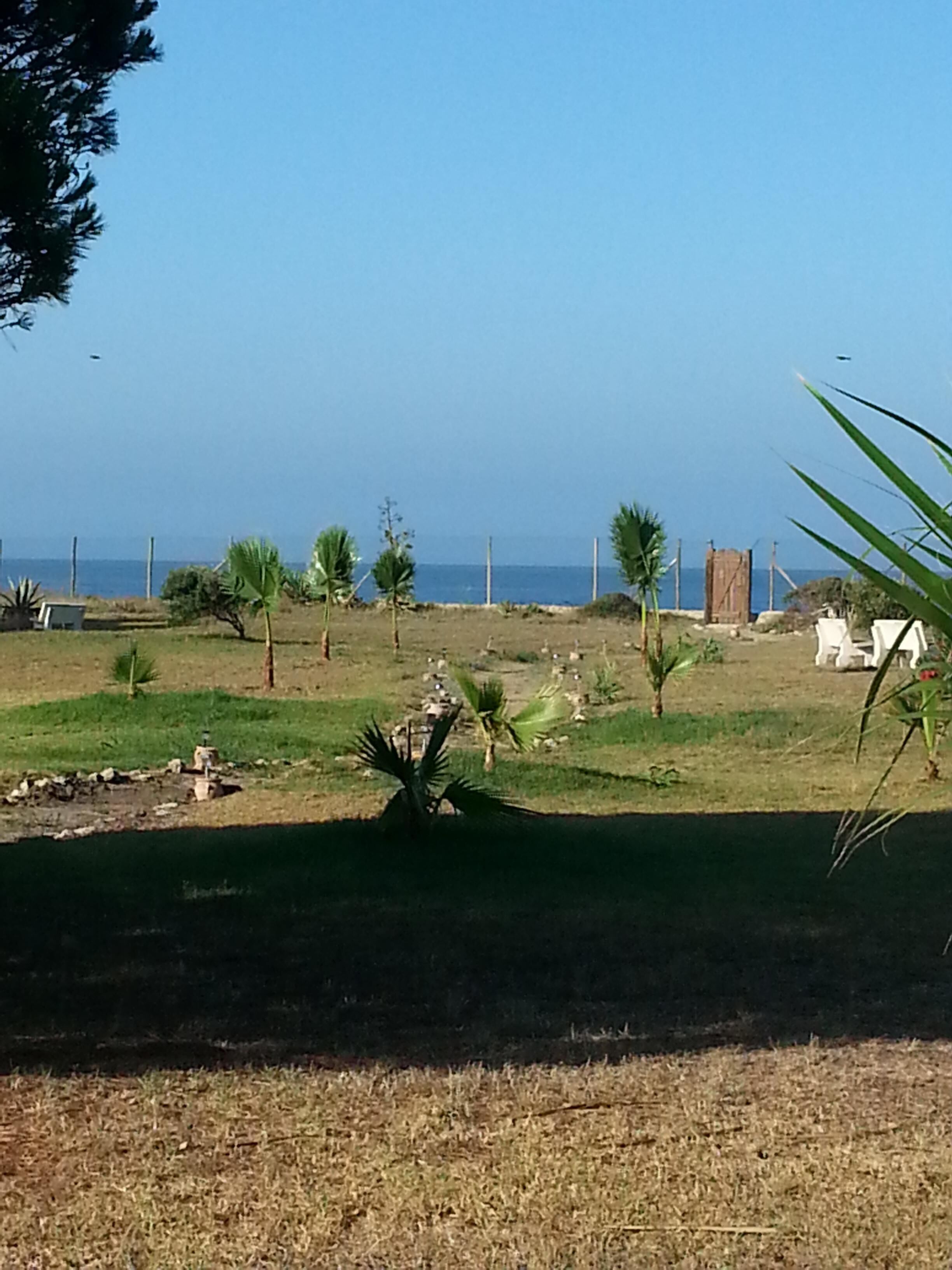 A grassy area with palm trees and a view of the sea.