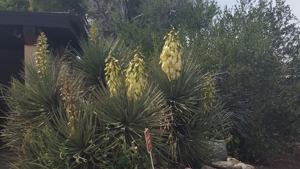 Un jardin aménagé avec des plantes de yucca et des rochers.