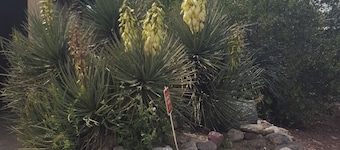 DESERT OASIS FOR RELAXING