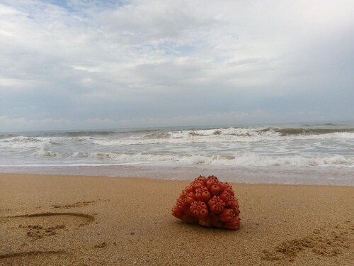 Tasheema Beach Resort