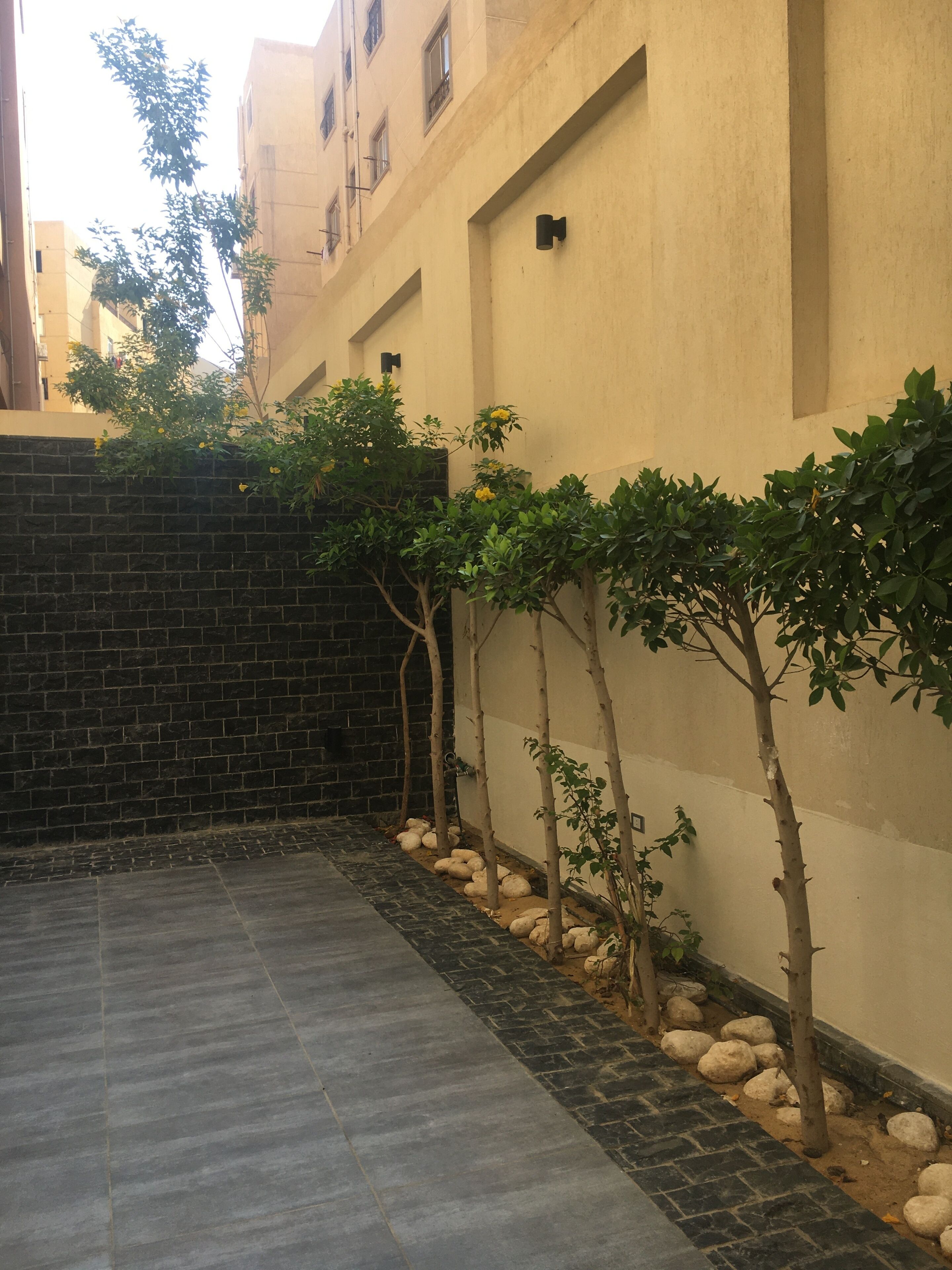 A courtyard with a paved walkway, a brick wall, and small trees with yellow flowers.