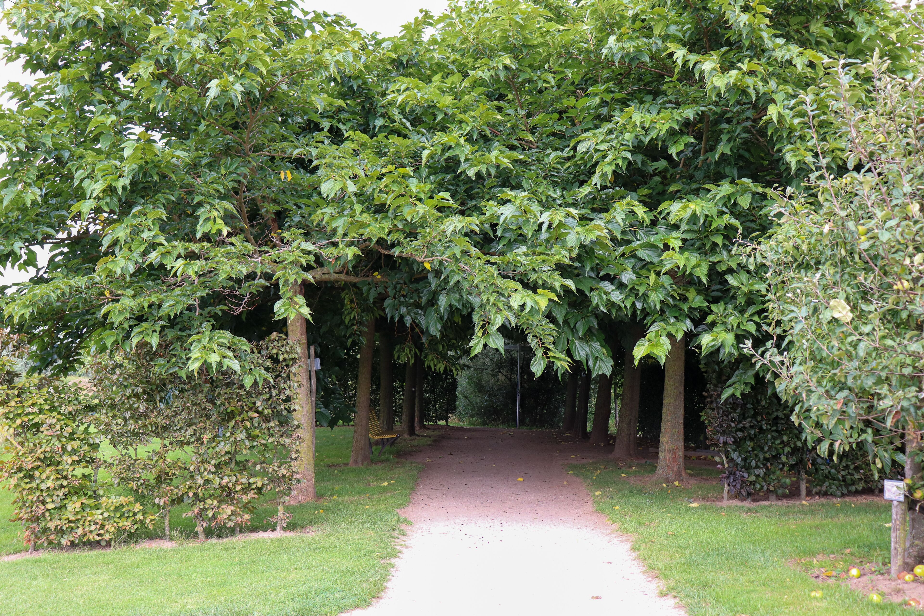 Un sendero que atraviesa un parque flanqueado por árboles.
