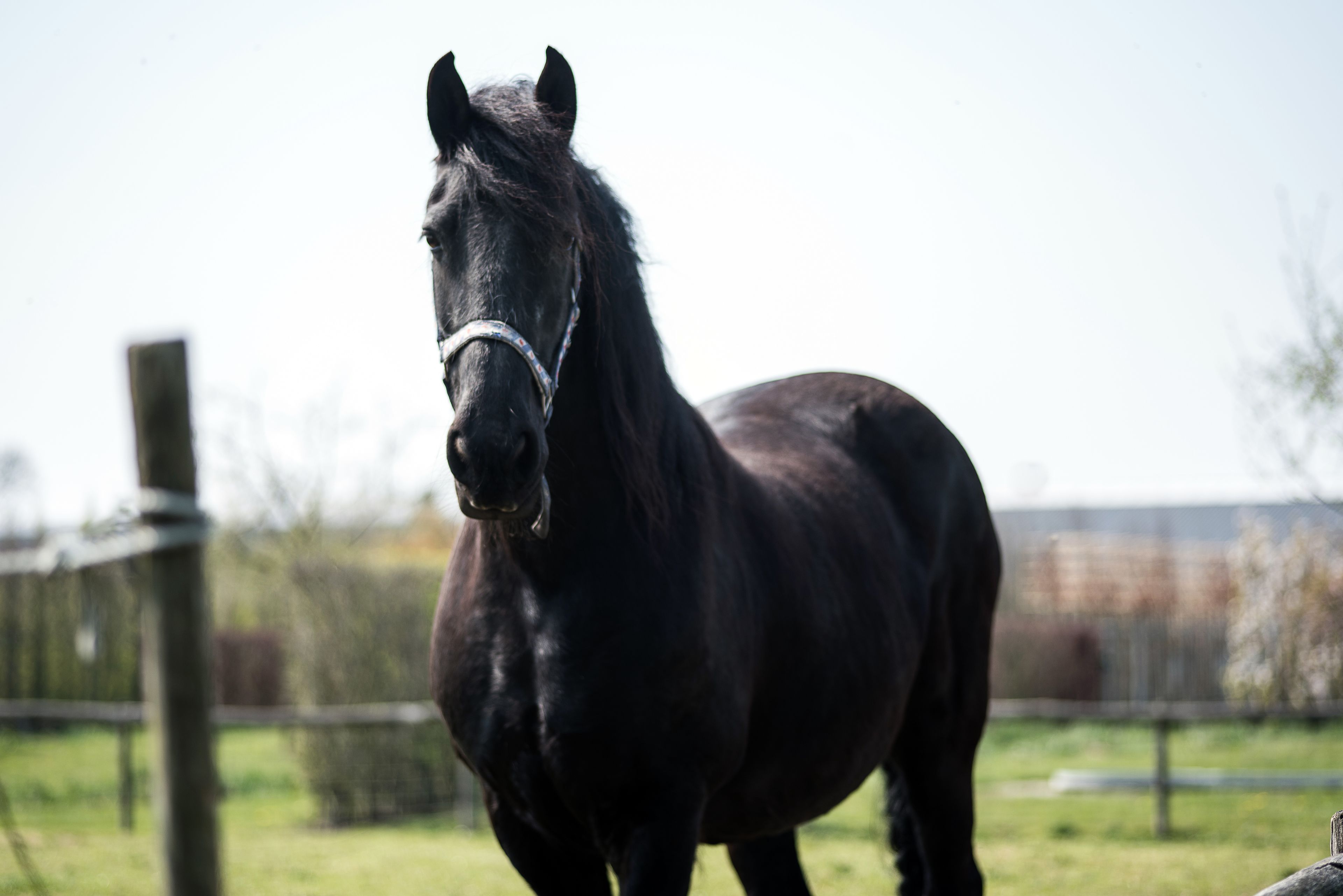 A horse standing in a fenced area with a clear sky in the background.