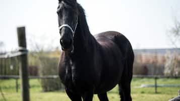 A horse standing in a fenced area with a clear sky in the background.