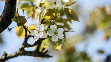 Un gros plan de fleurs blanches sur une branche d’arbre.