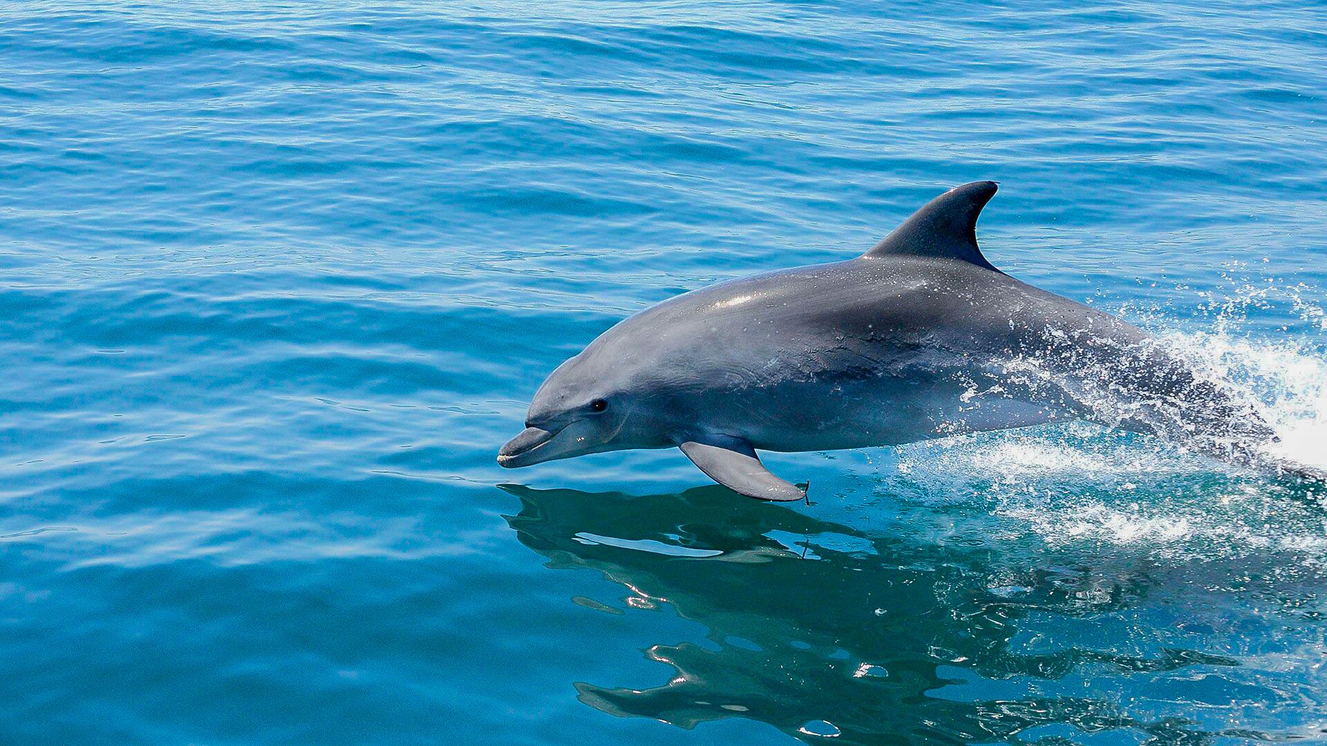A dolphin swimming in clear blue water.
