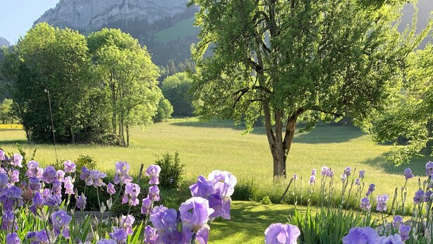 A garden with purple flowers and a tree.