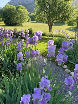 Un jardin avec des fleurs violettes et un arbre.