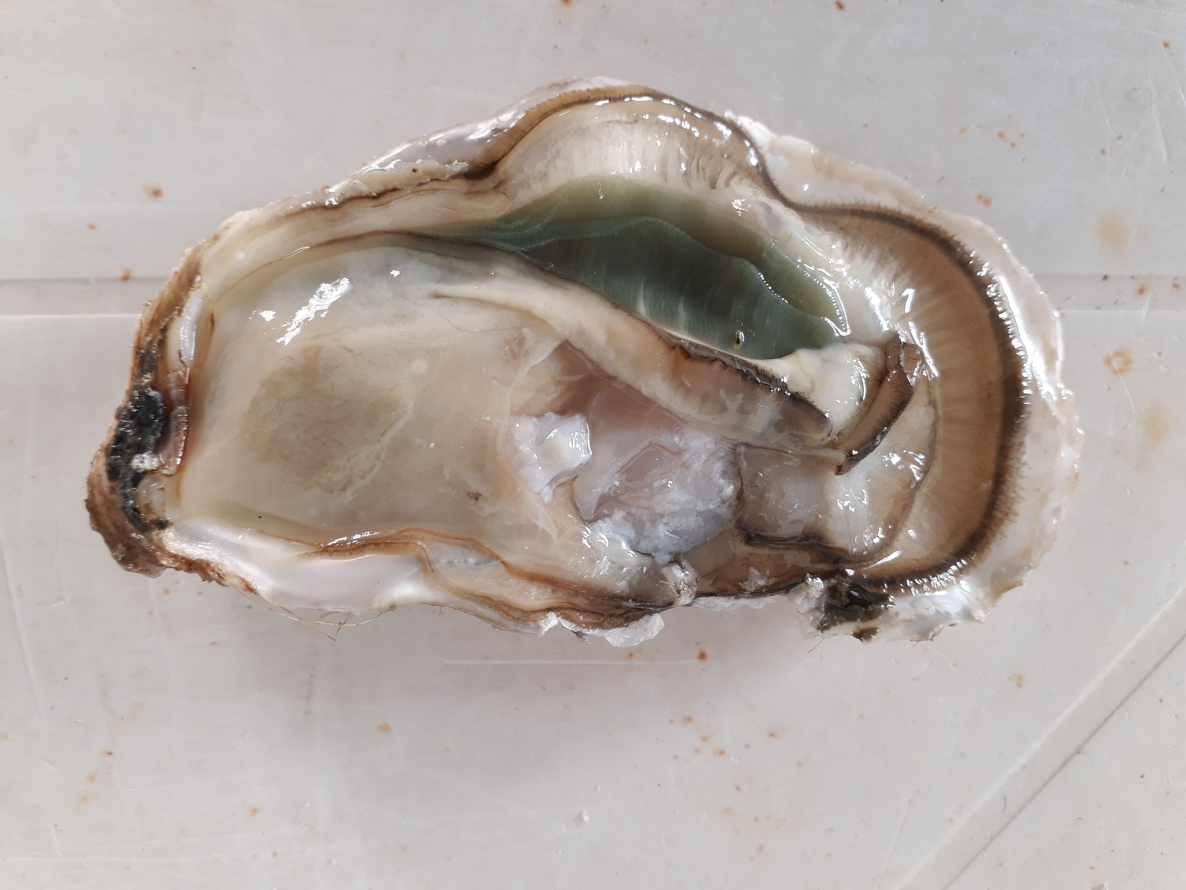 Una ostra sobre un plato blanco.
