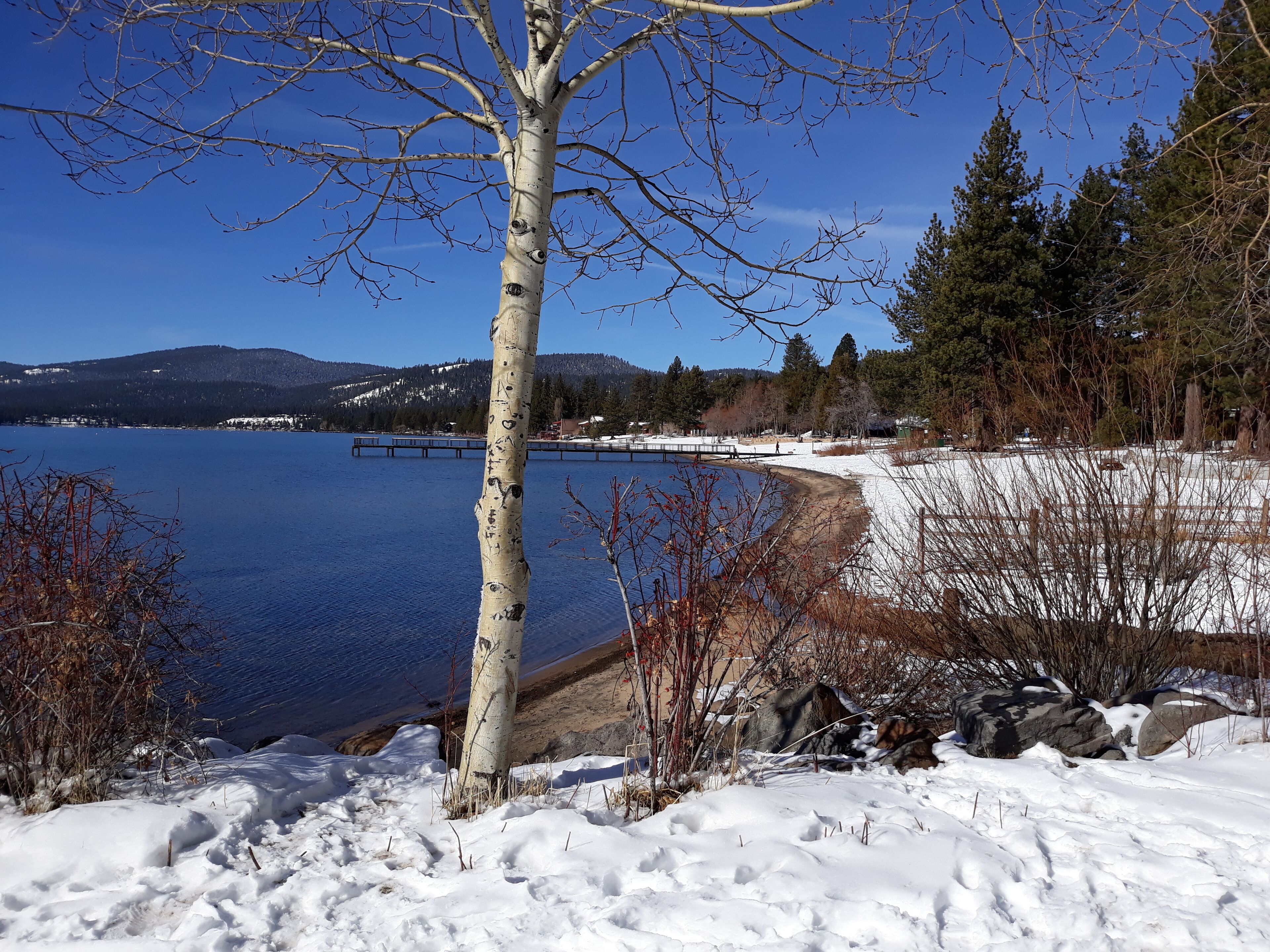 Un paysage enneigé avec un lac aux eaux claires, un bouleau et une rive rocheuse.