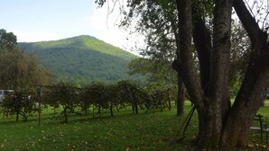 Un vignoble avec des rangées de vignes et un grand arbre au premier plan.