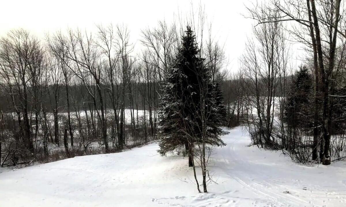 Un paysage enneigé avec un seul arbre à feuilles persistantes au premier plan et une forêt en arrière-plan.