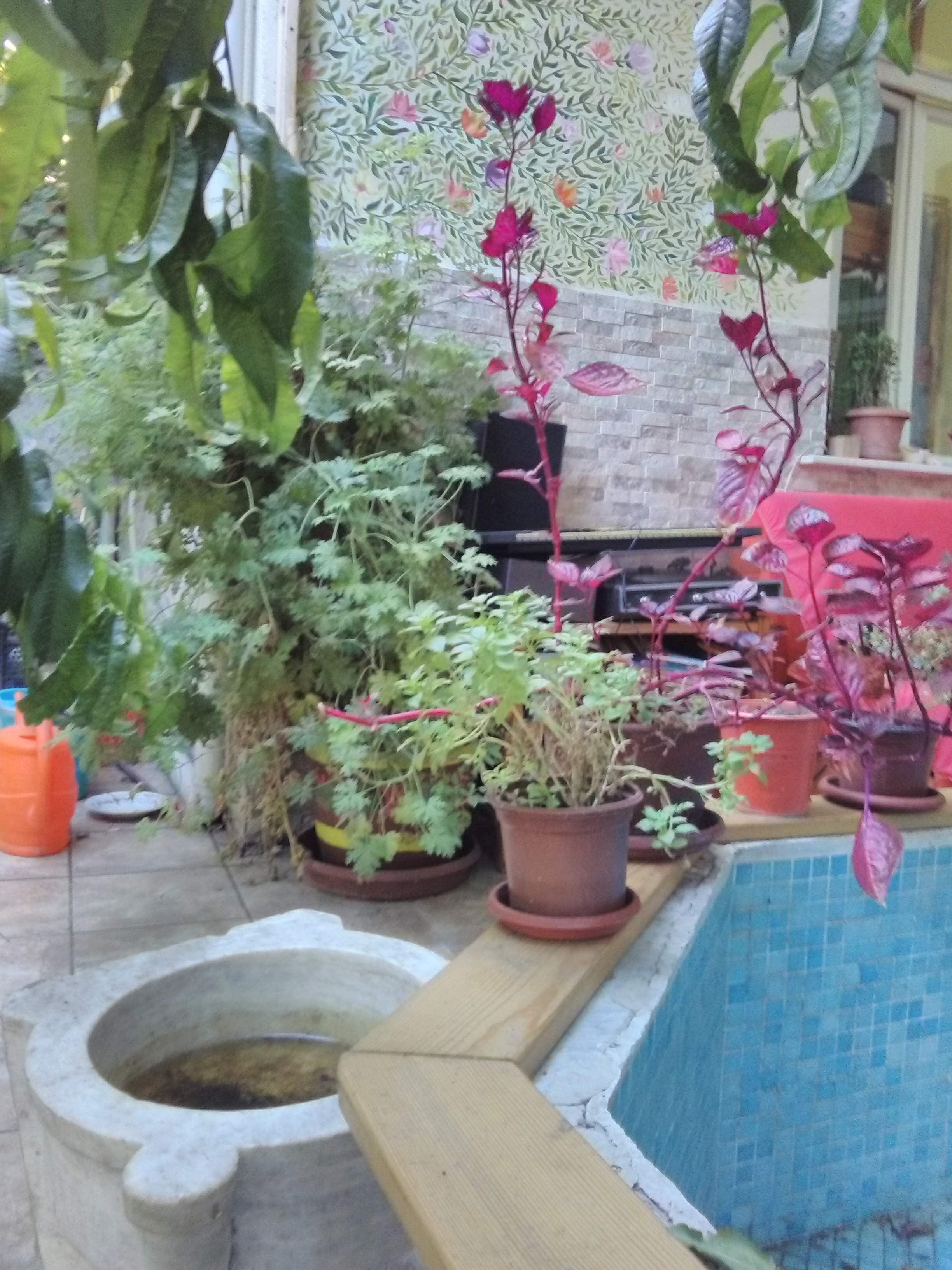 Photo - Lotus Garden Hostel Izmir