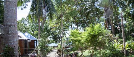 A rustic wooden building with a gravel path leading to it, surrounded by lush tropical vegetation.