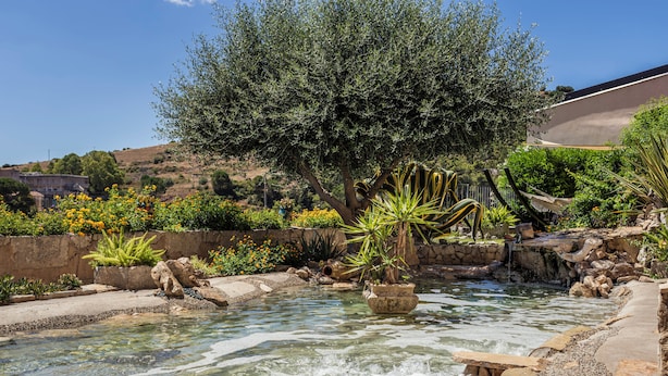 Un jardin avec un étang, différentes plantes et un arbre.