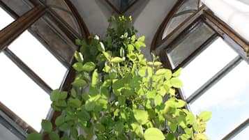 A room with arched windows and a hanging plant.