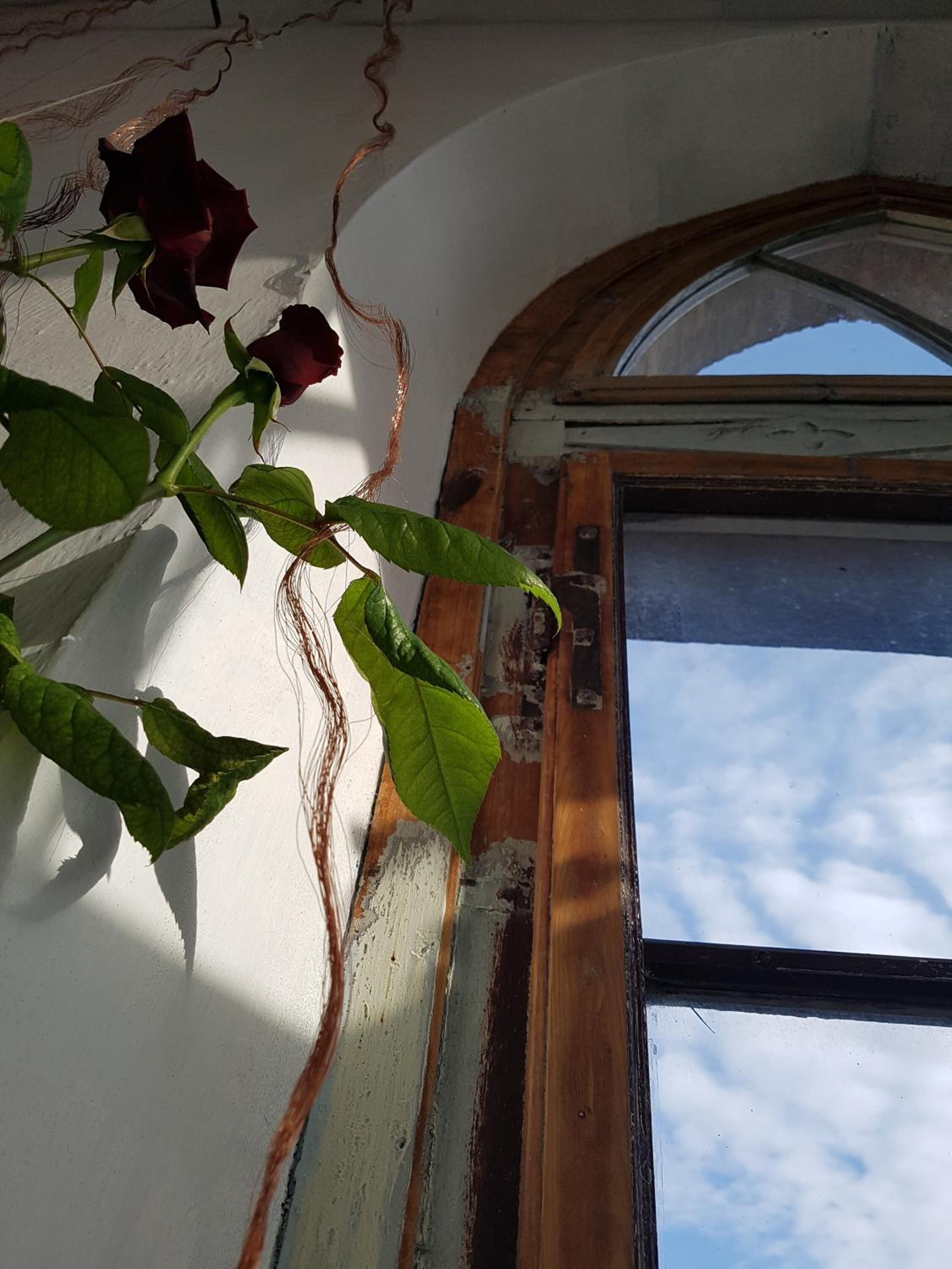 Une pièce dotée d’une grande fenêtre en arc de cercle, d’une porte en bois et d’une plante aux feuilles vertes et à la rose d’un rouge foncé.