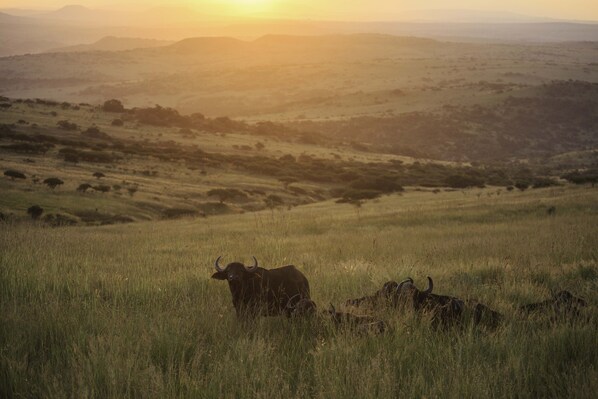A grassy field with a few animals.