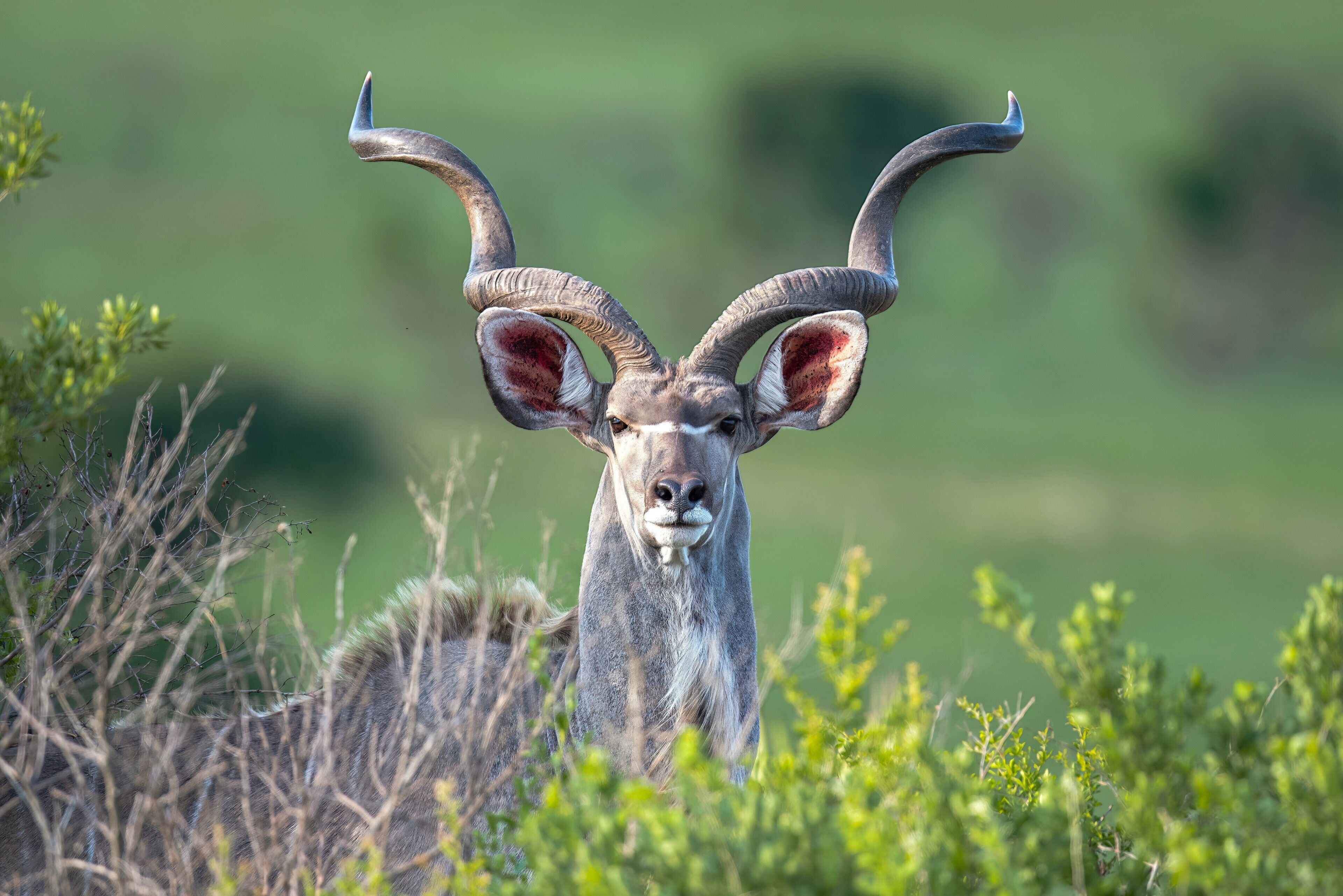 Un kudu de grandes cuernos en un entorno natural.