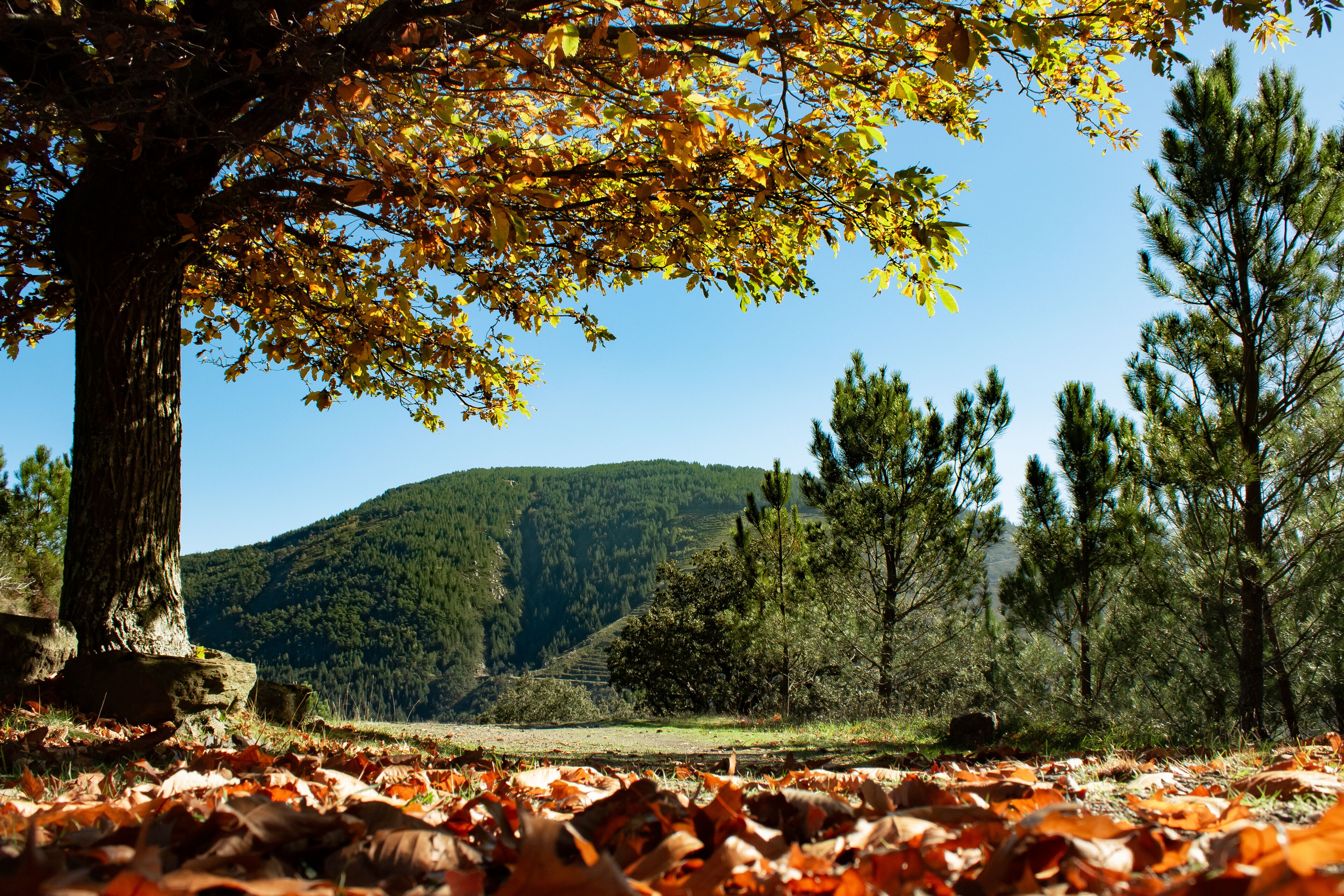 Foto - Casa do Ribeirinho