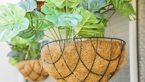 Una maceta colgante con una planta.