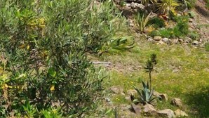 Un jardin aménagé avec une piscine, diverses plantes tropicales et une vue sur les montagnes lointaines.