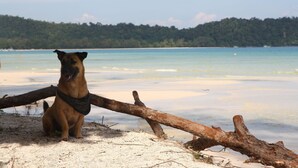 Un perro sentado en una playa arenosa con una colina boscosa al fondo.
