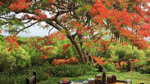 屋外ダイニングエリア