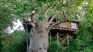 A treehouse built on a large tree with a wooden platform and a thatched roof. - Chole Mjini (Chole Island)