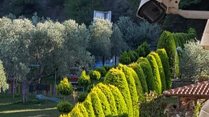 A pathway lined with neatly trimmed hedges and vibrant flowers.