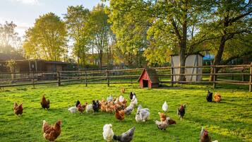 A grassy field with a variety of chickens and a small red barn.