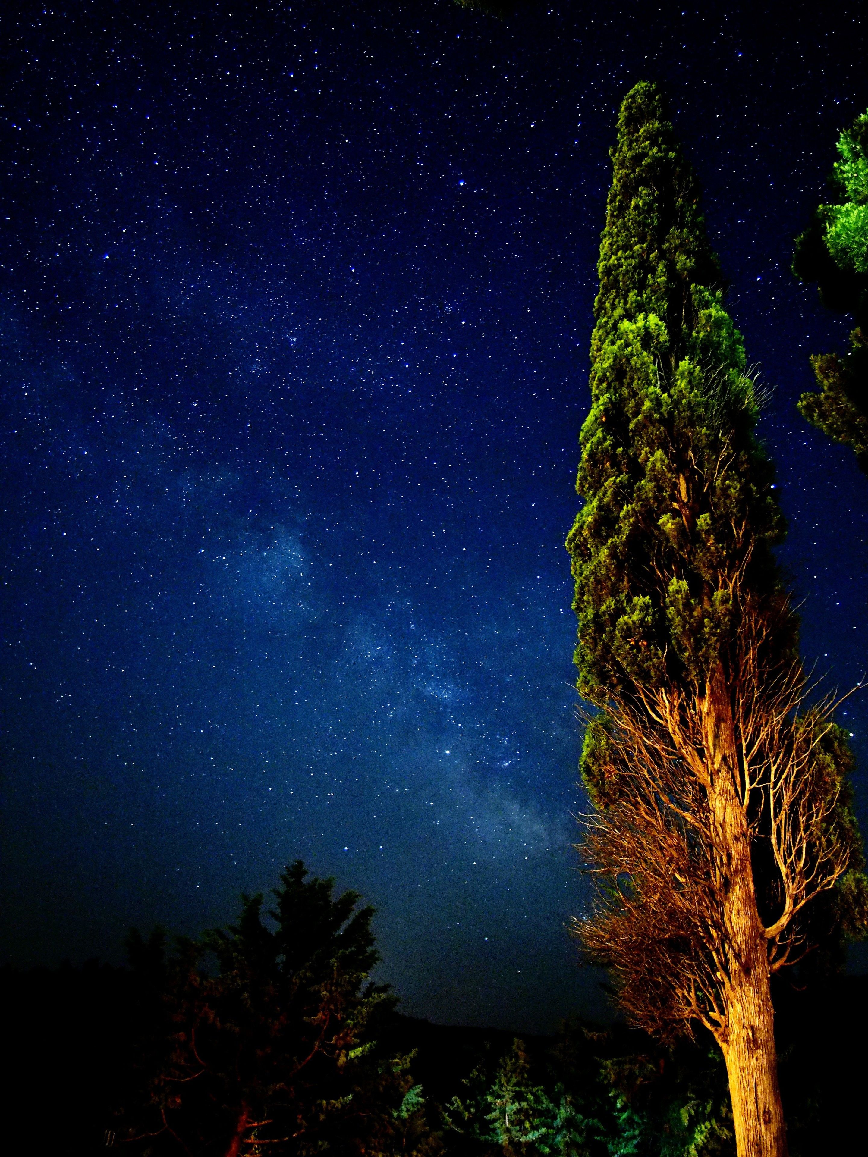Cel nocturn amb estrelles i la Via Làctia visibles sobre un arbre alt.