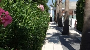 A pathway lined with palm trees and green shrubs, leading to a building with a white facade. - Hotel Chiaraluna (Civitanova Marche)