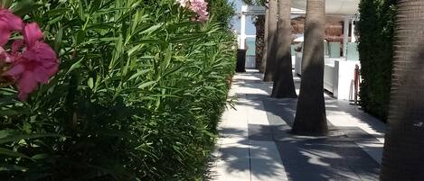 A pathway lined with palm trees and green shrubs, leading to a building with a white facade.
