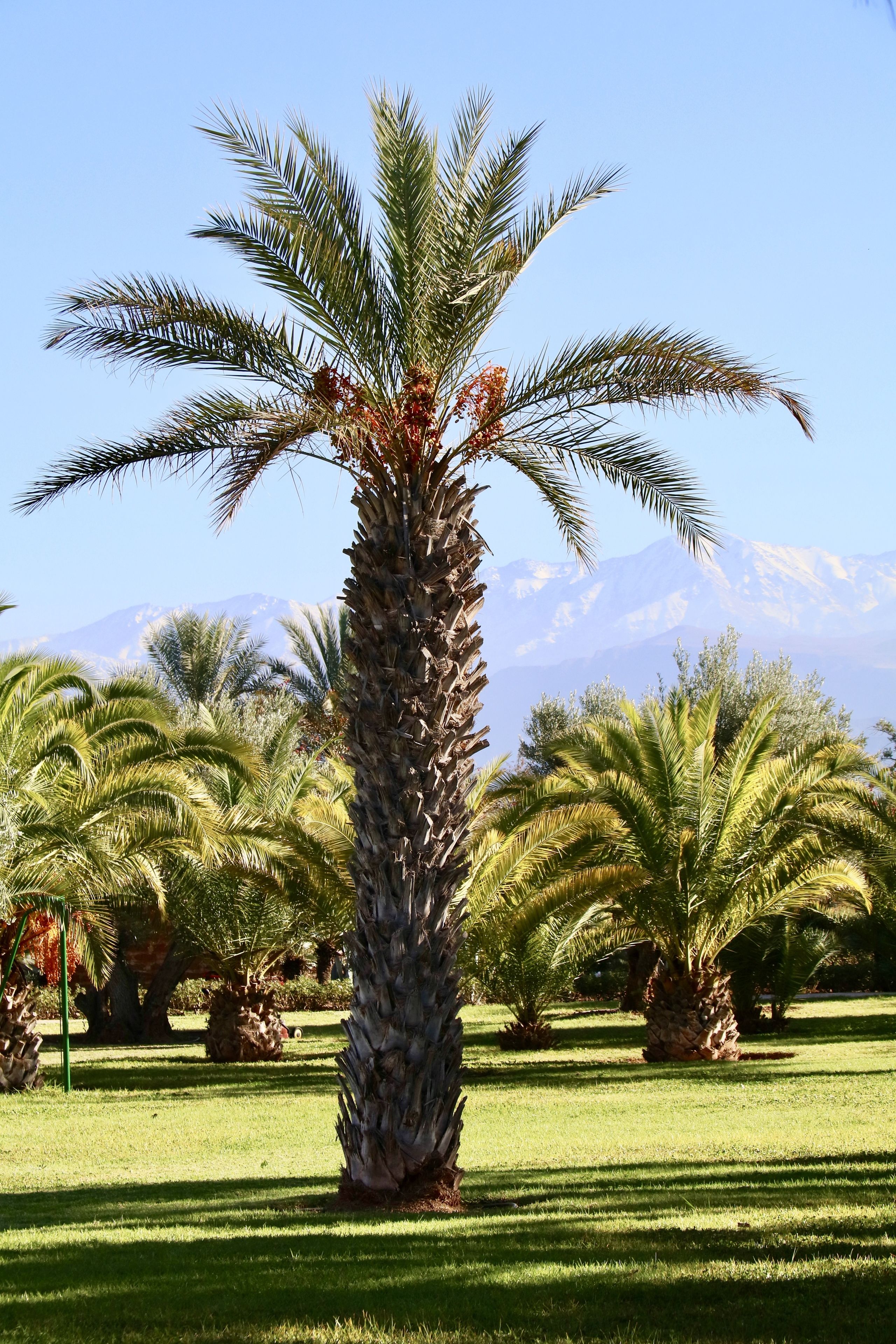 Foto - Marrakech Retreat