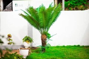 A potted fern and a small palm tree in a grassy area with a white wall in the background. - Résidence Soleil Levant (Lomé)