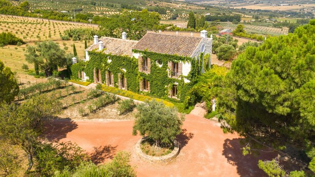 A vineyard estate with a white building covered in green vines, surrounded by olive trees and a dirt path leading to the entrance. - Cortijo LA Almazara (Ronda)