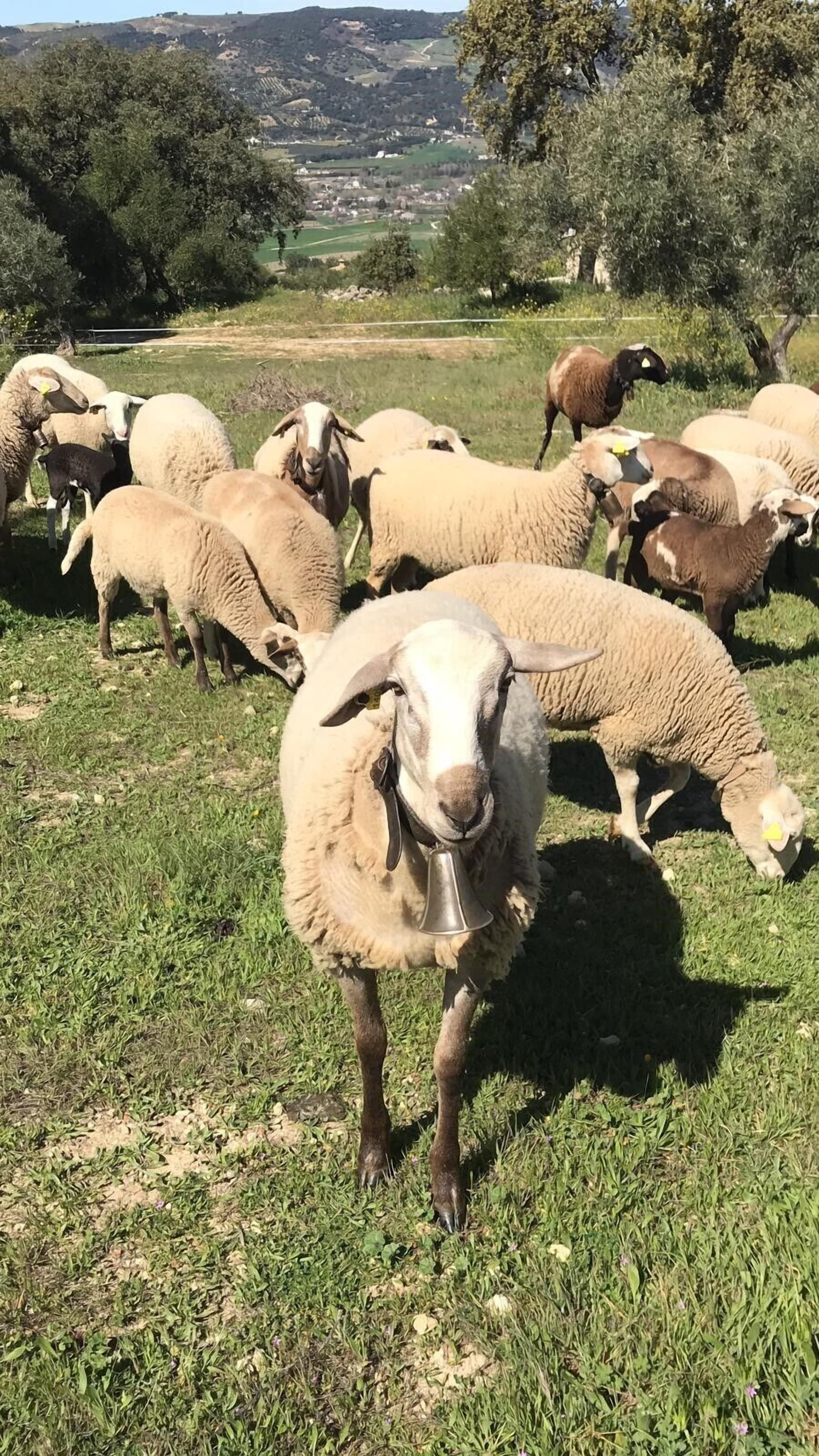 Foto - Cortijo La Almazara