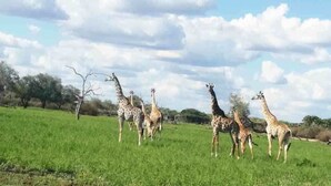 Un grupo de jirafas en un campo de hierba con árboles al fondo.