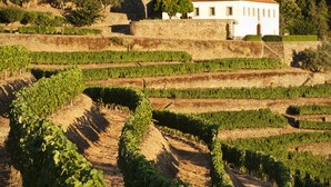 Un viñedo con hileras escalonadas de vides, un edificio blanco con techo rojo y un muro de piedra al fondo.