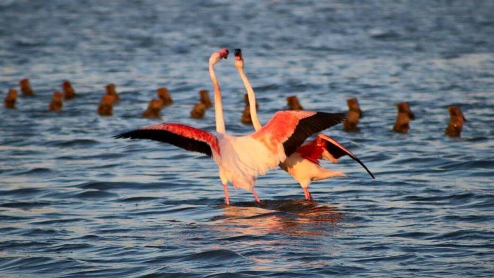 A flamingo standing in water with its wings spread.