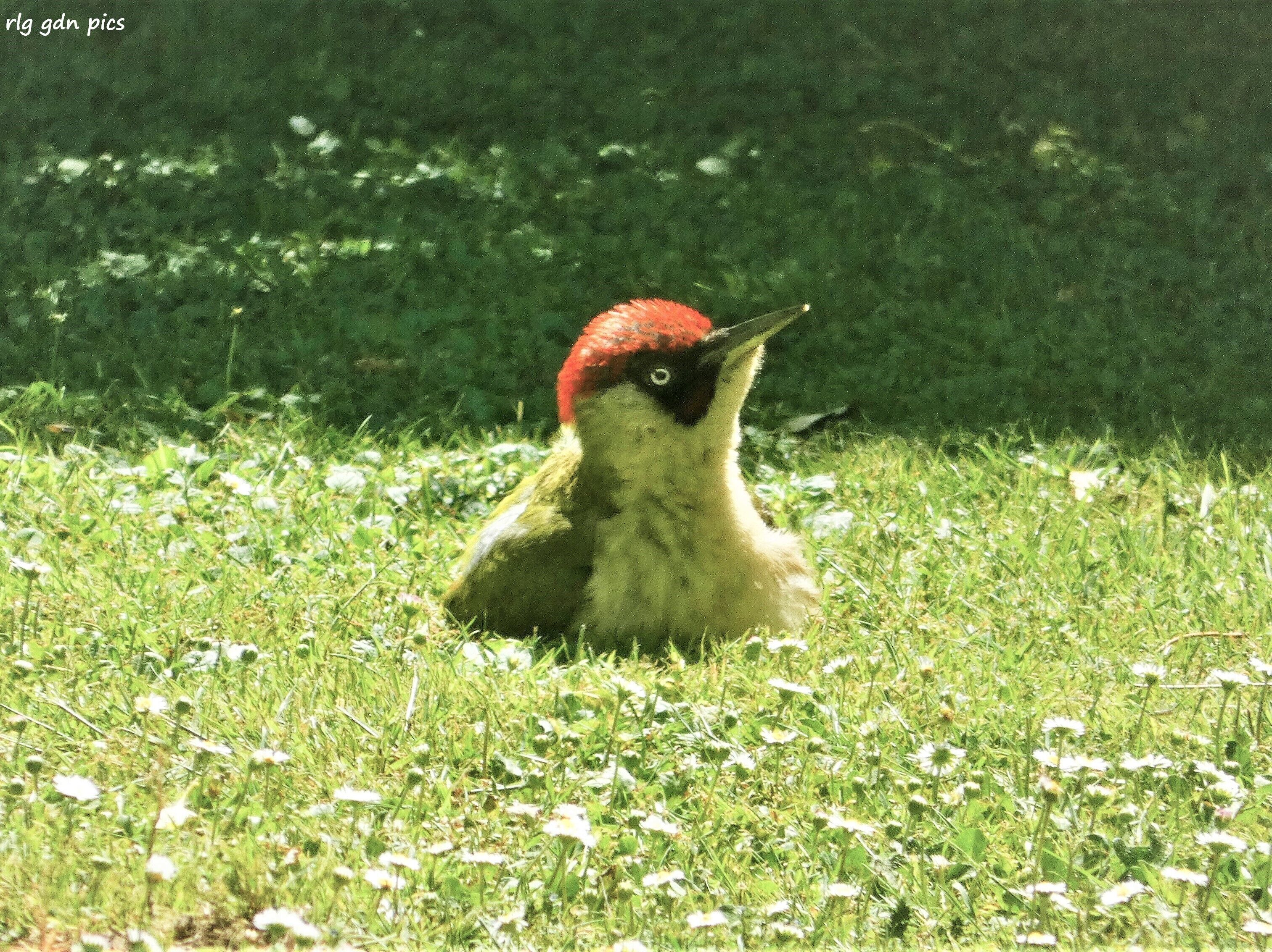 A bird with a red head and white body sitting on grass.