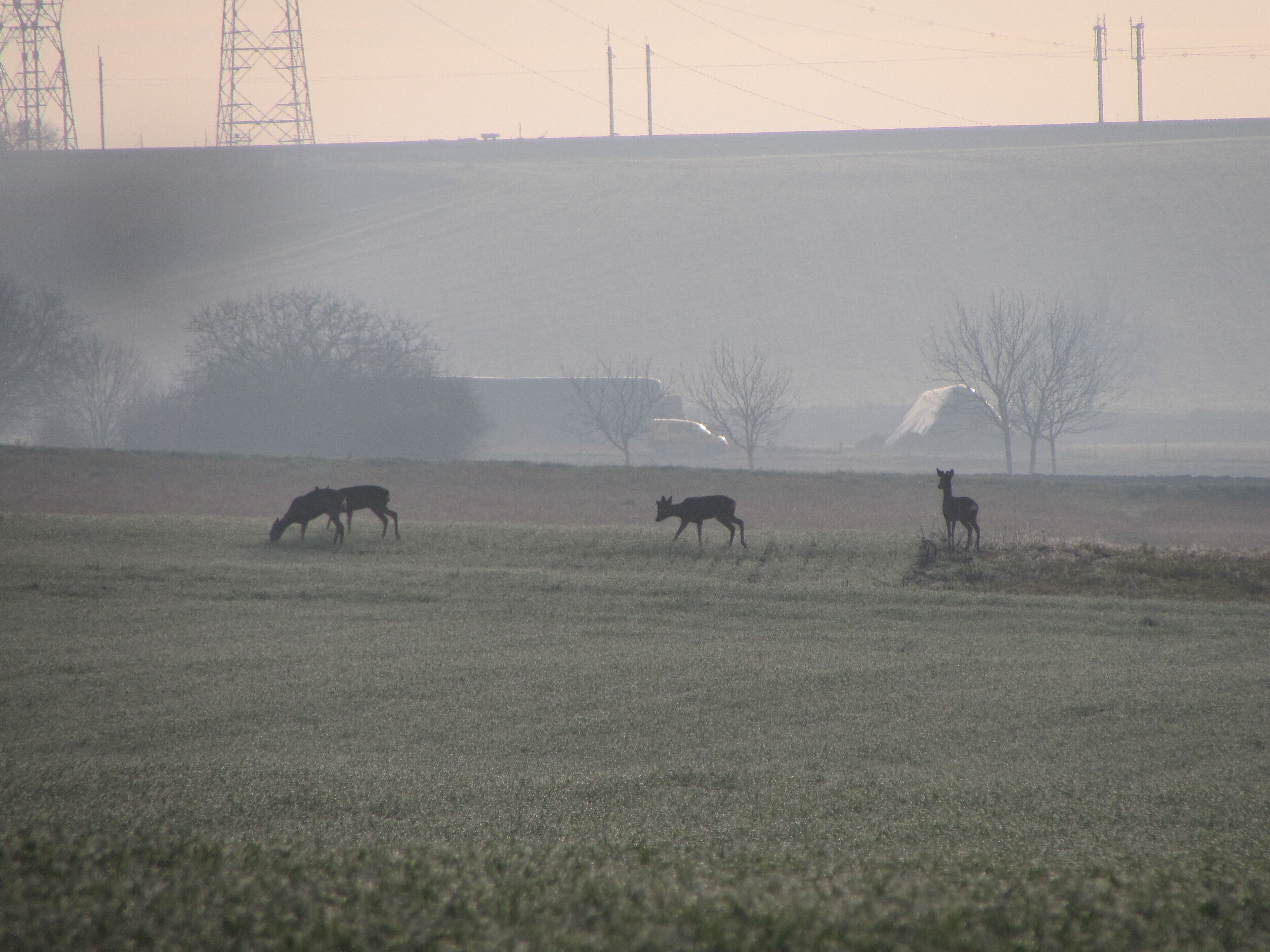 Un campo nebbioso con tre cavalli al pascolo.