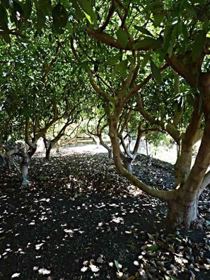 Áreas de la propiedad