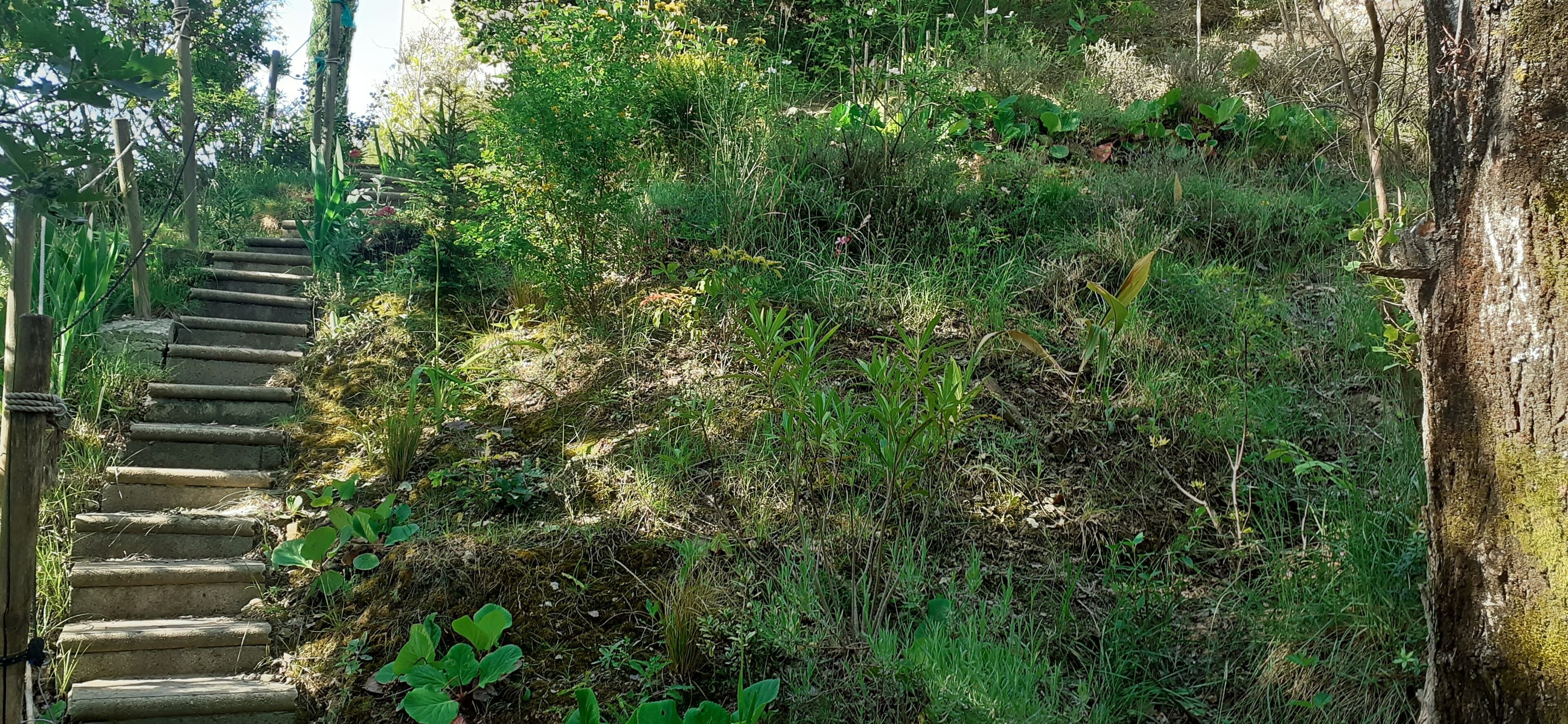 A stone staircase leading up a grassy slope with dense vegetation around.
