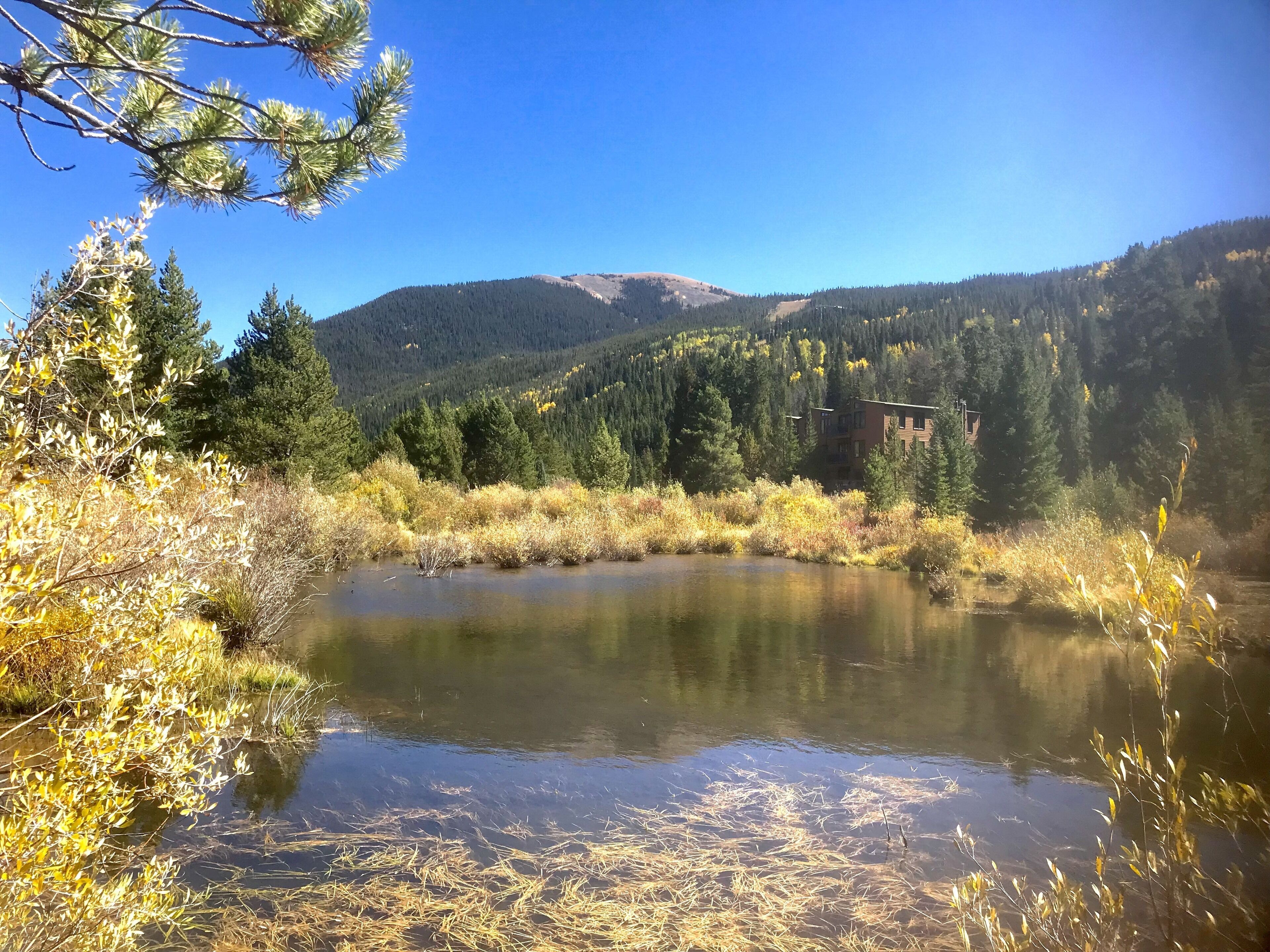 Un lac paisible, entouré d’une forêt dense, avec une montagne en arrière-plan.