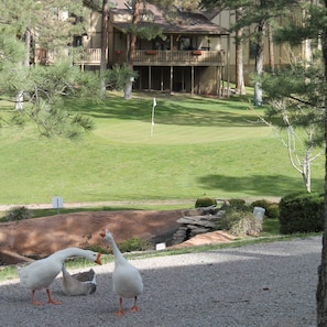 Property grounds - Relax and Golf, Play Tennis, Swim, Ski and make memories! (Ruidoso)