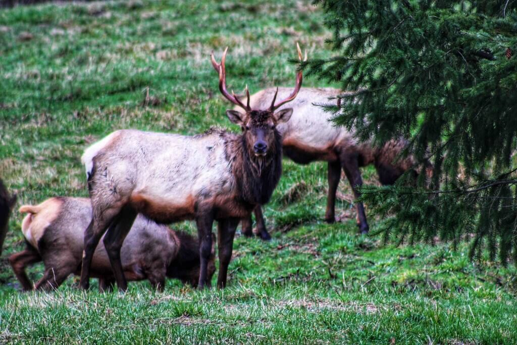 Un groupe d’élans dans un champ herbeux, avec des arbres.