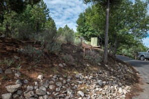 Cabin, 3 Bedrooms | Property grounds