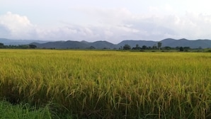 A vast field of golden crops with distant mountains under a cloudy sky. - Baan Saun Homestay by Lamyai Khunmae (Ban Thi)